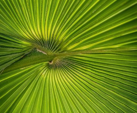 Circular Fern