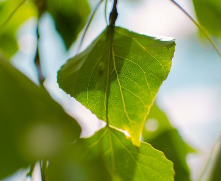 Leaf In Focus