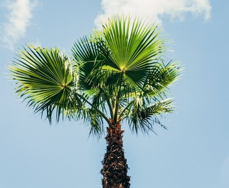 Tree Against Blue Sky