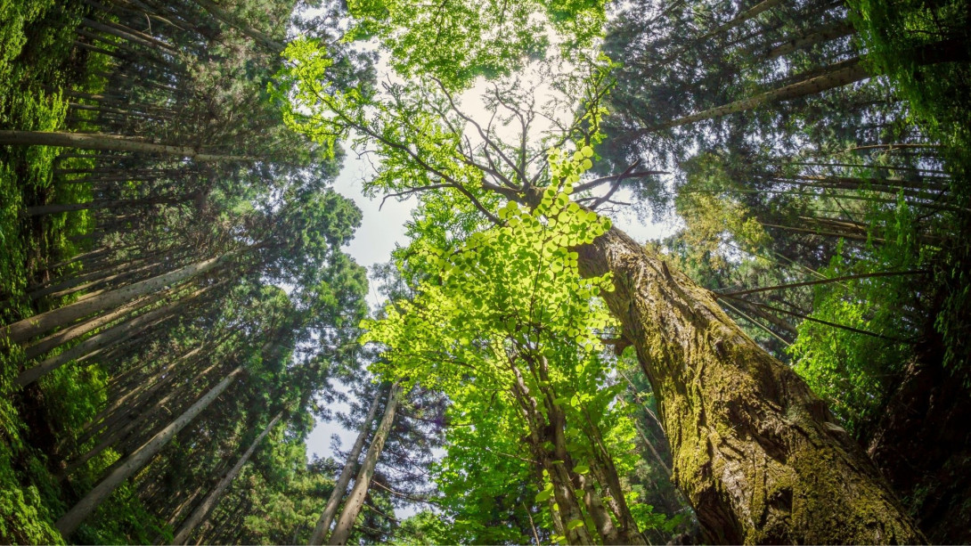Forest