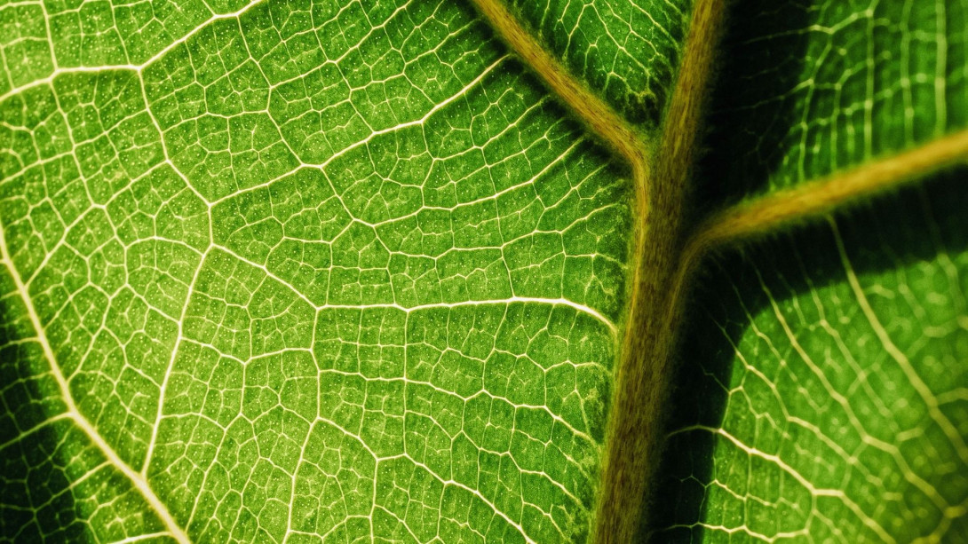 Close up on leaf